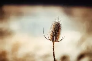 Stojan Na Květiny Pepco