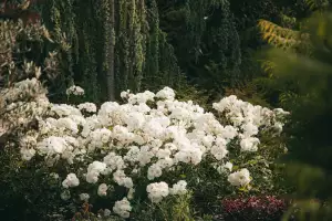 Rododendron