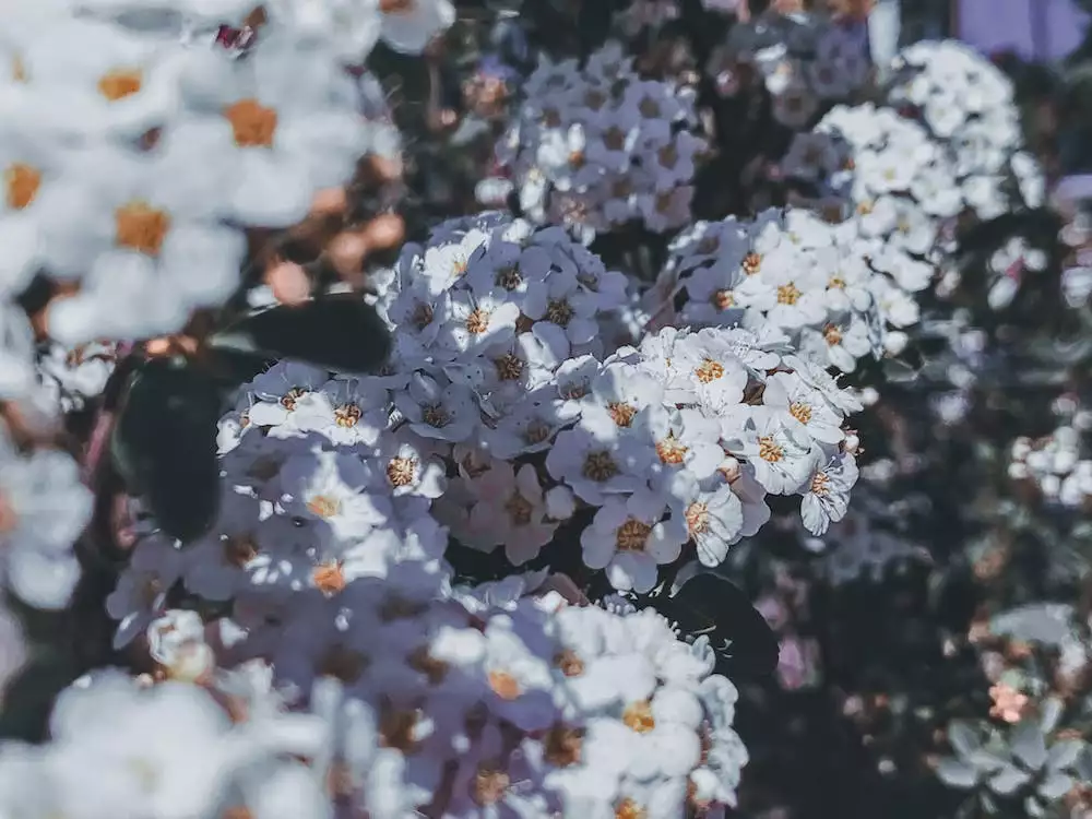 Achillea