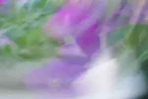 Genciánová Violeť