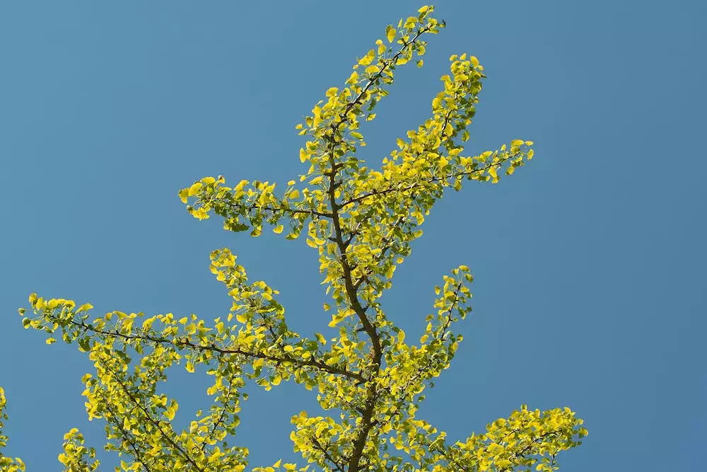 Ginkgo Biloba