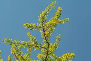 Ginkgo Biloba