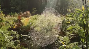 Pokojové Rostliny Nenáročné
