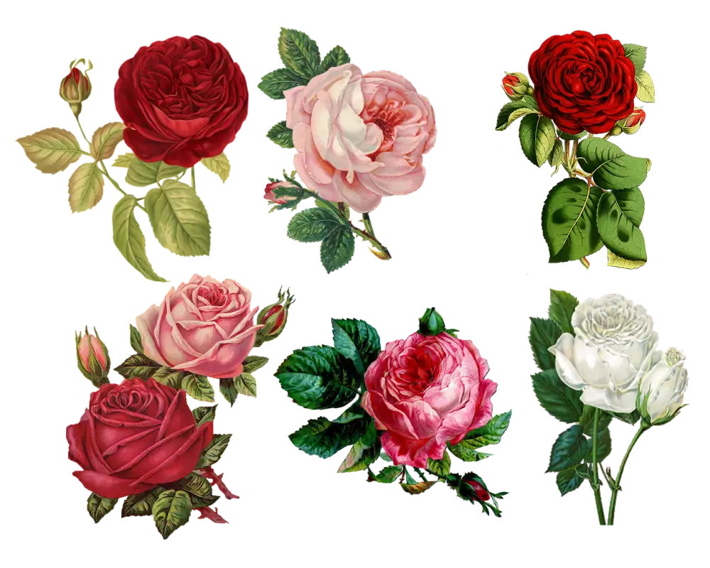 Bloom