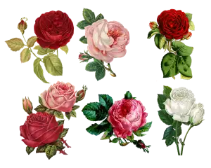 Bloom
