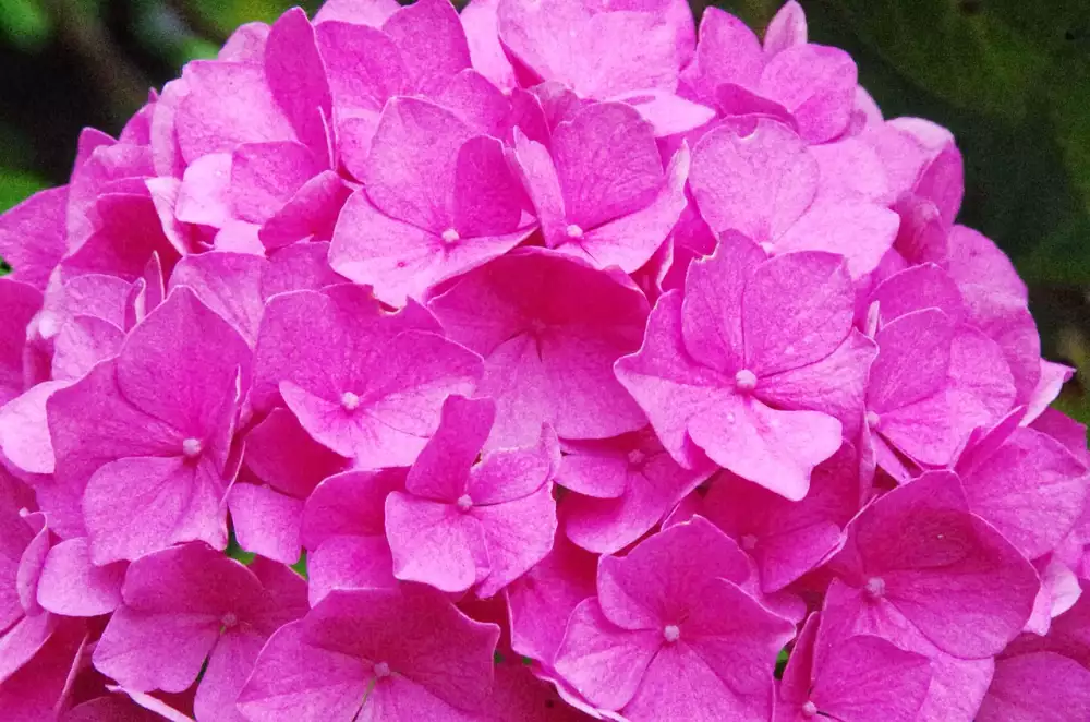 Hydrangea Paniculata