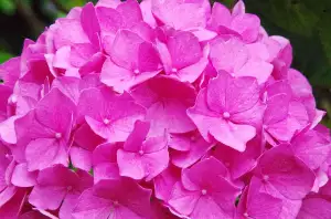 Hydrangea Paniculata