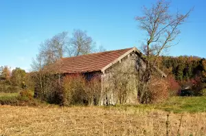 Vroubenka Americká