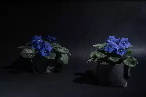 Violka