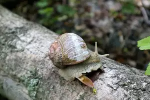 Zahradní Houpačka