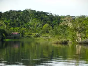 Amazonka