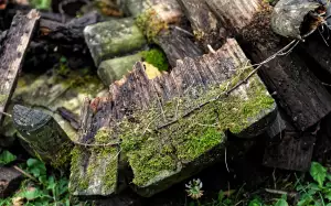 Palisáda
