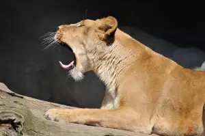 Zívání