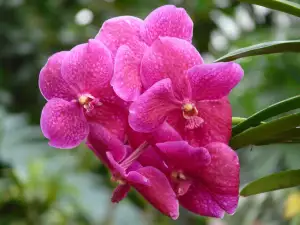 Vanda