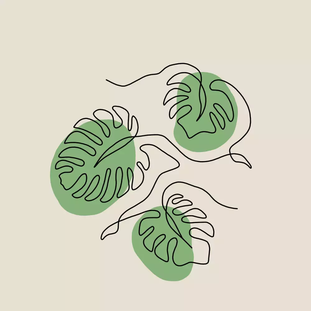 Monstera