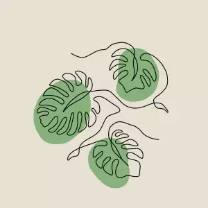 Monstera