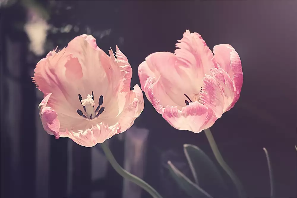 Tulipán