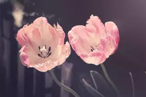 Tulipán