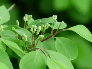 Lonicera