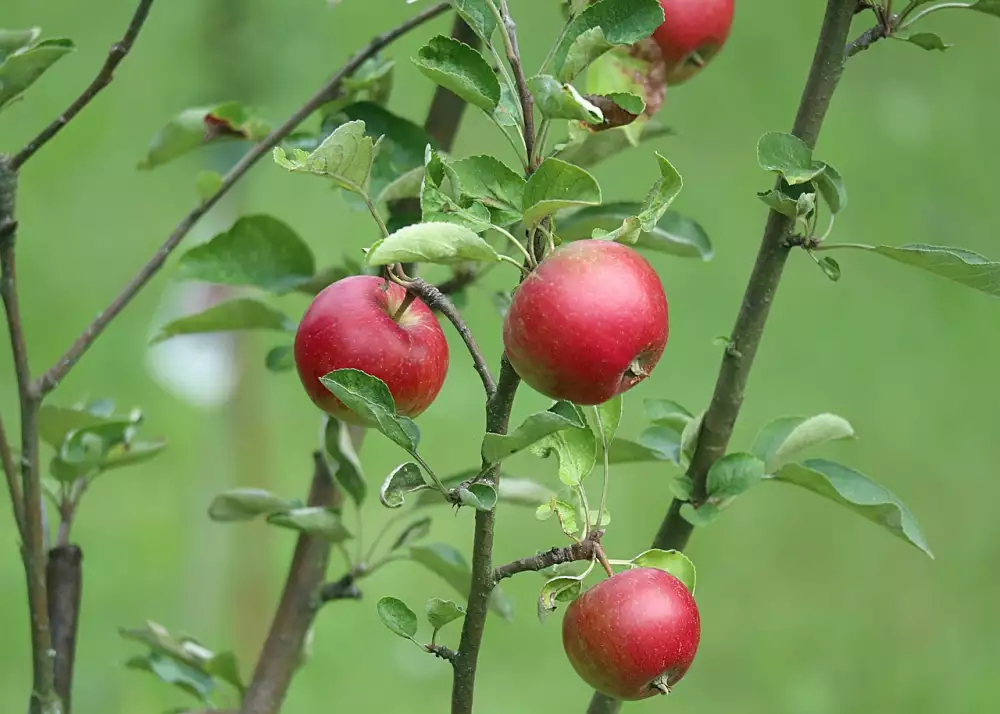 Sekacky Na Travu Benzinove