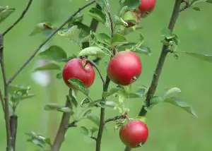 Sekacky Na Travu Benzinove