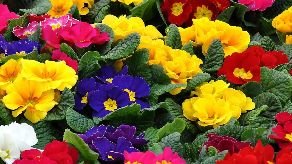 Primula