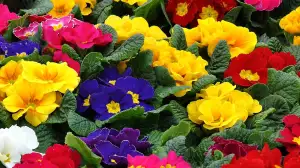 Primula