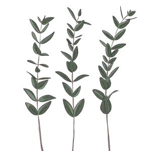 Eukalyptus
