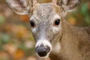 Skříňka Na Klíče